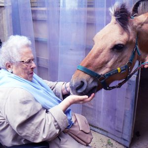 mediation-equine